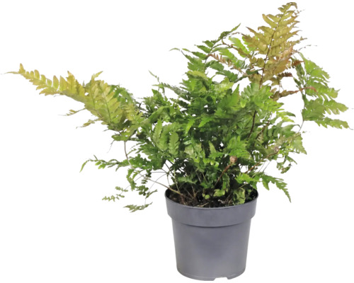 Papraď Dryopteris erythrosora v šedom plastovom kvetináči