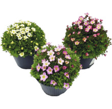 Tri lomikamene arendsove (Saxifraga arendsii) v kvetináčoch s bielymi a ružovými kvetmi.
