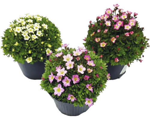 Tri lomikamene arendsove (Saxifraga arendsii) v kvetináčoch s bielymi a ružovými kvetmi.