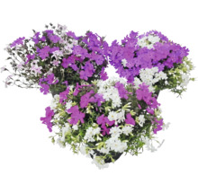 Flox šidlolistý Phlox subulata s fialovými a bielymi kvetmi v troch kvetináčoch.