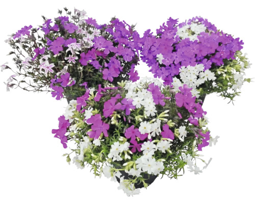 Flox šidlolistý Phlox subulata s fialovými a bielymi kvetmi v troch kvetináčoch.