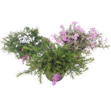 Plamienok šidlolistý Phlox subulata s bielymi a ružovými kvetmi a ihlicovitými zelenými listami v kvetináčoch.