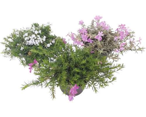 Plamienok šidlolistý Phlox subulata s bielymi a ružovými kvetmi a ihlicovitými zelenými listami v kvetináčoch.