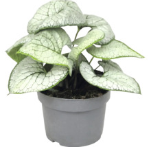 Brunnera macrophylla Jack Frost so srdcovitými, striebristo vzorovanými listami v sivom plastovom kvetináči.