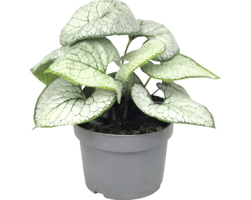 Brunnera macrophylla Jack Frost so srdcovitými, striebristo vzorovanými listami v sivom plastovom kvetináči.