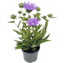 Stokesia laevis stokesia s fialovými kvetmi a zelenými púčikmi v sivom plastovom kvetináči.