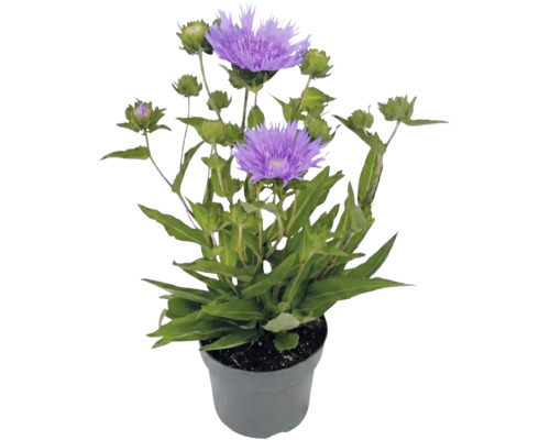 Stokesia laevis stokesia s fialovými kvetmi a zelenými púčikmi v sivom plastovom kvetináči.