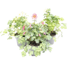 Orlíček Aquilegia v kvetináčoch so zelenými listami a kvetmi.