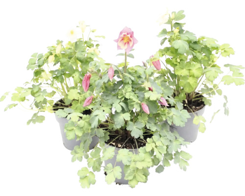 Orlíček Aquilegia v kvetináčoch so zelenými listami a kvetmi.