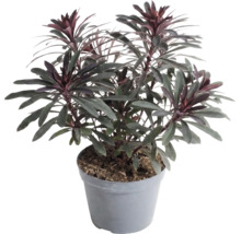 Prýštec Euphorbia v plastovom kvetináči, vždyzelená záhradná rastlina s tmavými listami a červenkastými špičkami.