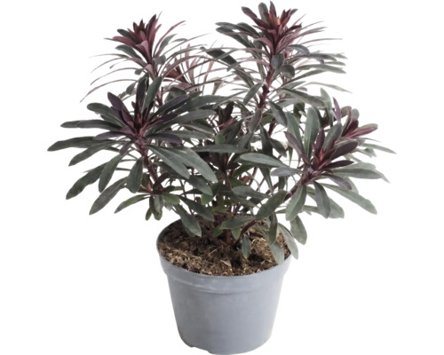 Prýštec Euphorbia v plastovom kvetináči, vždyzelená záhradná rastlina s tmavými listami a červenkastými špičkami.