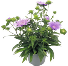 Stokesia laevis v kvetináči s fialovými kvetmi a zelenými listami