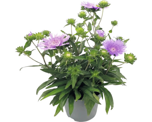 Stokesia laevis v kvetináči s fialovými kvetmi a zelenými listami