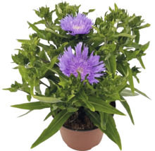 Kvitnúca Stokesia laevis s fialovými kvetmi v hnedom kvetináči.