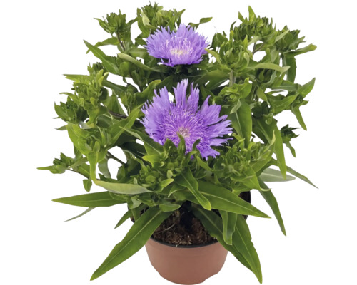 Kvitnúca Stokesia laevis s fialovými kvetmi v hnedom kvetináči.
