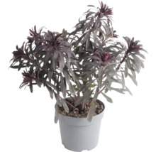 Tmavolistý mlieč Euphorbia v sivom plastovom kvetináči.