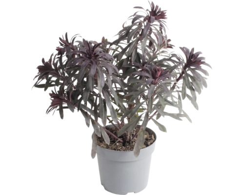 Tmavolistý mlieč Euphorbia v sivom plastovom kvetináči.