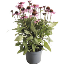 Echinacea purpurová s ružovými kvetmi a zelenými listami v sivom kvetináči.