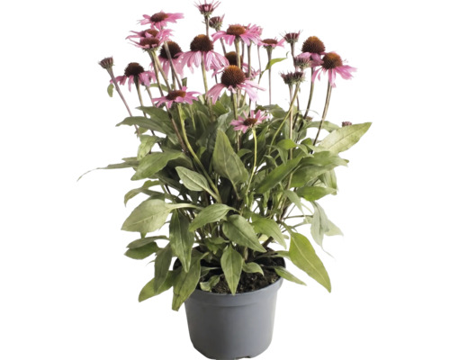 Echinacea purpurová s ružovými kvetmi a zelenými listami v sivom kvetináči.