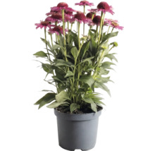 Echinacea v sivom plastovom kvetináči s ružovými kvetmi a zelenými listami.