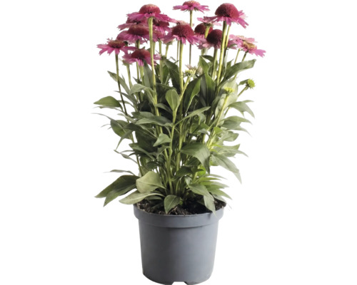Echinacea v sivom plastovom kvetináči s ružovými kvetmi a zelenými listami.