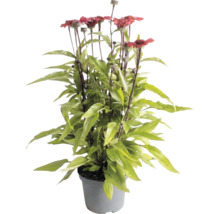 Echinacea purpurová s červenými kvetmi a zelenými listami v sivom plastovom kvetináči.
