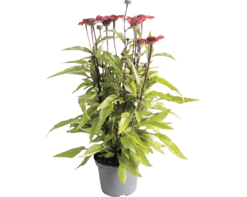 Echinacea purpurová s červenými kvetmi a zelenými listami v sivom plastovom kvetináči.