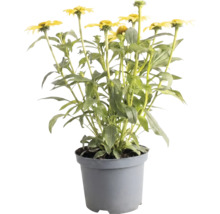 Žltá echinacea v sivom plastovom kvetináči