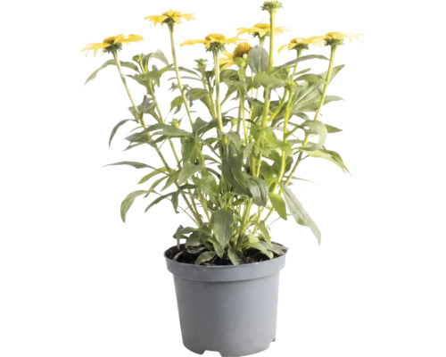 Žltá echinacea v sivom plastovom kvetináči