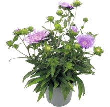 Stokesia laevis v kvetináči s fialovými kvetmi a zelenými púčikmi.