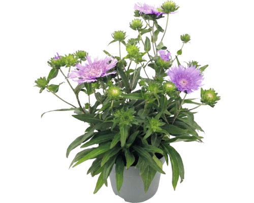 Stokesia laevis v kvetináči s fialovými kvetmi a zelenými púčikmi.