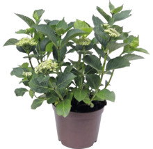 Hortenzia veľkolistá Hydrangea macrophylla so zelenými listami a púčikmi v hnedom plastovom kvetináči.