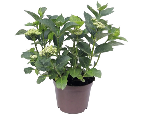 Hortenzia veľkolistá Hydrangea macrophylla so zelenými listami a púčikmi v hnedom plastovom kvetináči.