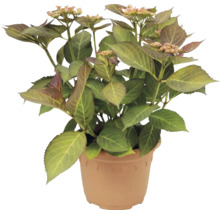Hortenzia Hydrangea macrophylla v plastovom kvetináči so zelenými listami a prvými púčikmi.