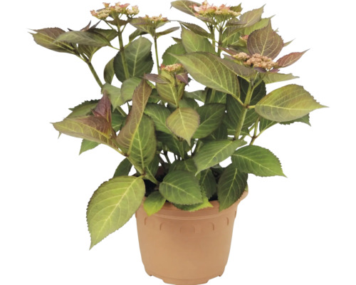 Hortenzia Hydrangea macrophylla v plastovom kvetináči so zelenými listami a prvými púčikmi.