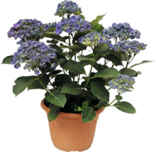 Hortenzia veľkolistá Hydrangea macrophylla v kvetináči s modrými kvetmi a zelenými listami.