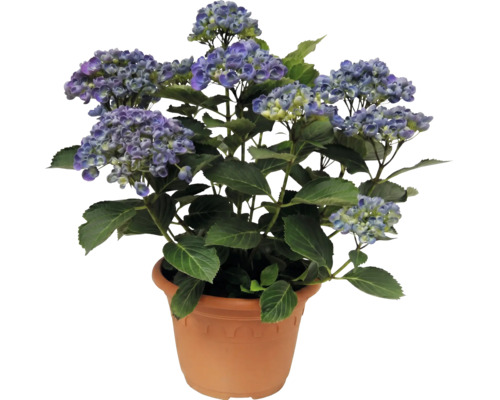 Hortenzia veľkolistá Hydrangea macrophylla v kvetináči s modrými kvetmi a zelenými listami.