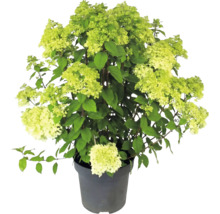 Hortenzia metlinatá Hydrangea paniculata so svetlozelenými kvetmi v pestovateľskom kvetináči