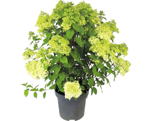 Hortenzia metlinatá Hydrangea paniculata so svetlozelenými kvetmi v pestovateľskom kvetináči