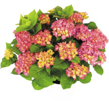 Hortenzia Hydrangea macrophylla s ružovo-žltými kvetmi a zelenými listami v bielom kvetináči.