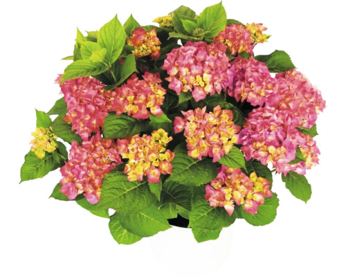 Hortenzia Hydrangea macrophylla s ružovo-žltými kvetmi a zelenými listami v bielom kvetináči.