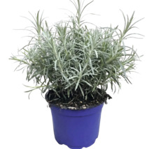 Levanduľa úzkolistá Lavandula angustifolia v modrom pestovateľskom kvetináči.