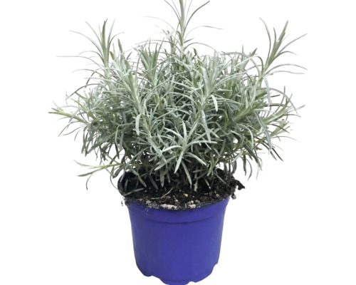 Levanduľa úzkolistá Lavandula angustifolia v modrom pestovateľskom kvetináči.