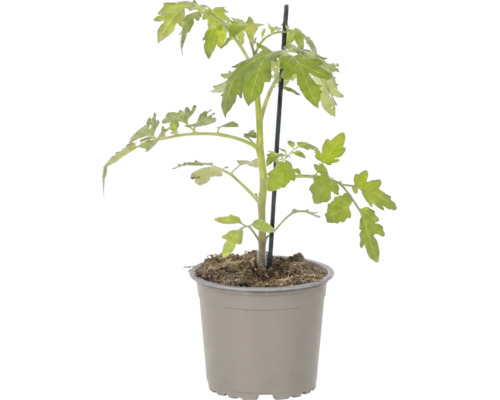 Sadenica paradajky v plastovom kvetináči s oporným kolíkom.