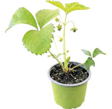 Jahoda BIO raná 'Honeoye' FloraSelf Bio kvetináč Ø 9 cm