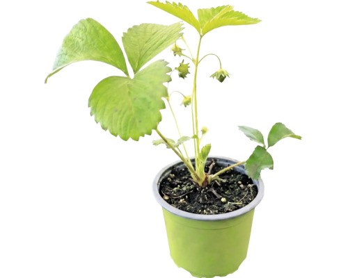 Jahoda BIO raná 'Honeoye' FloraSelf Bio kvetináč Ø 9 cm