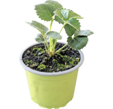 Jahoda BIO 'Korona' FloraSelf Bio kvetináč Ø 9 cm