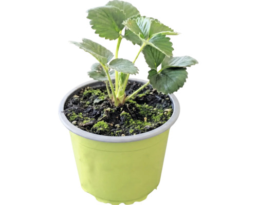 Jahoda BIO 'Korona' FloraSelf Bio kvetináč Ø 9 cm