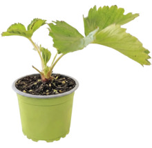 Jahoda BIO 'Senga® Sengana®' FloraSelf Bio kvetináč Ø 9 cm
