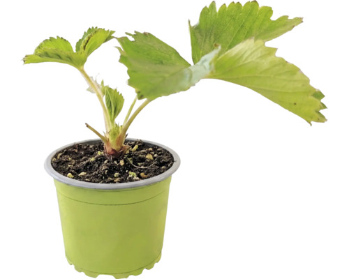 Jahoda BIO 'Senga® Sengana®' FloraSelf Bio kvetináč Ø 9 cm
